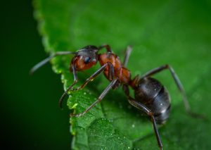 Ant Colony Organization